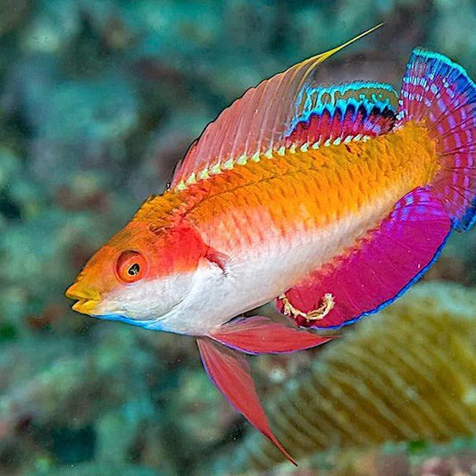 Tono’s Fairy Wrasse (Young Male/Female, can transition)