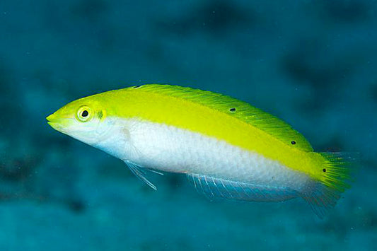 Canary Top Wrasse