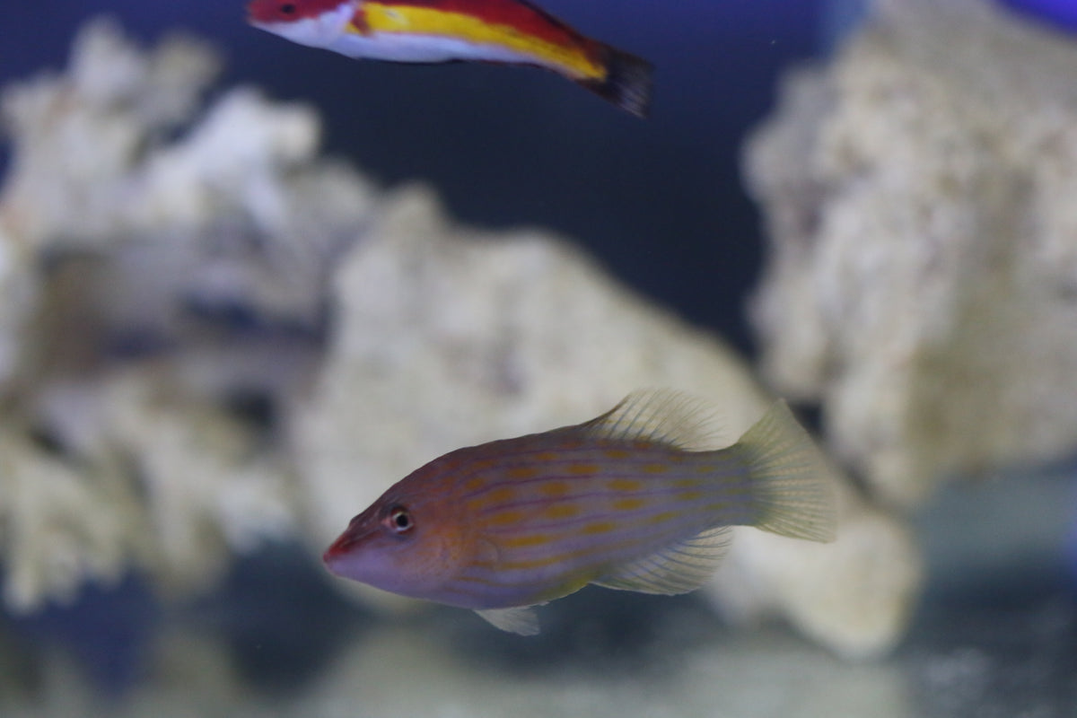 Eightline Wrasse ReefHaven