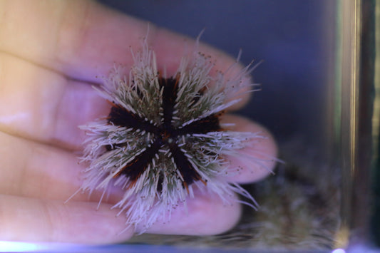 Tuxedo Collector Urchin