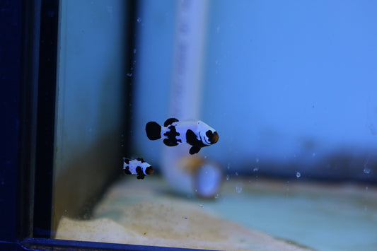 Black Snowflake Clownfish Pair