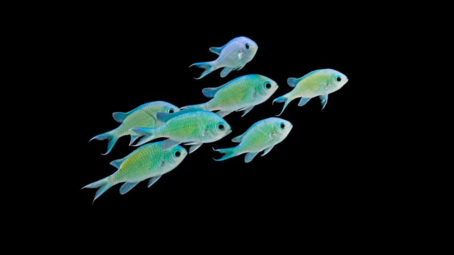 blue-green-chromis-reefhaven