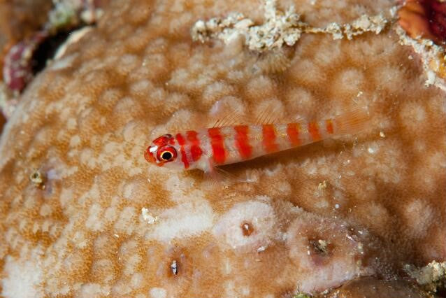 Candy Cane Pygmy Goby (Super Rare)