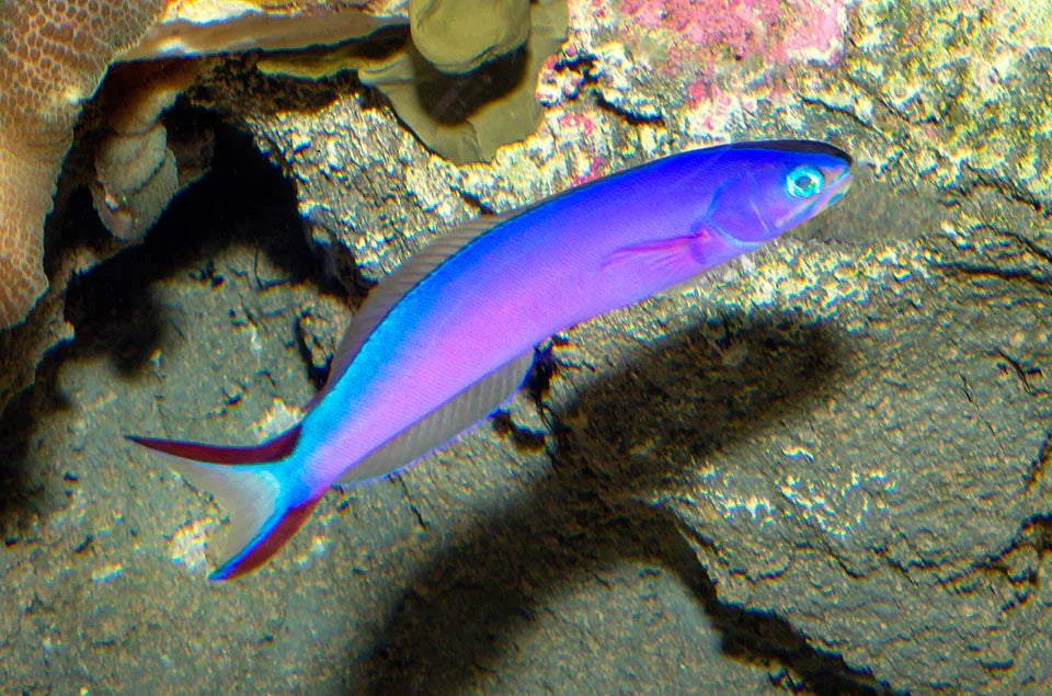 Purple Tilefish | Overnight Delivery | No DOA Guaranteed | Reef Haven ...