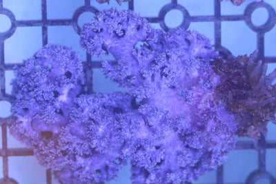 Thistle Coral