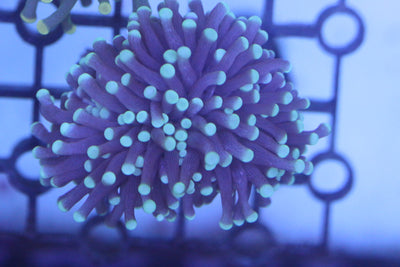 Blue Torch