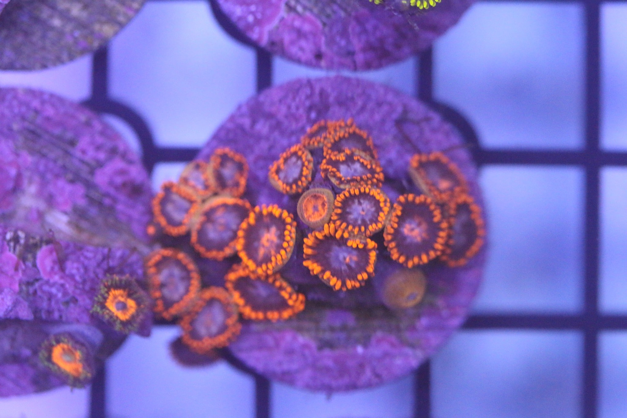 All Coral – ReefHaven