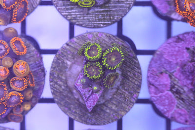 Zoa