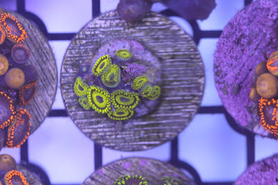 Zoa