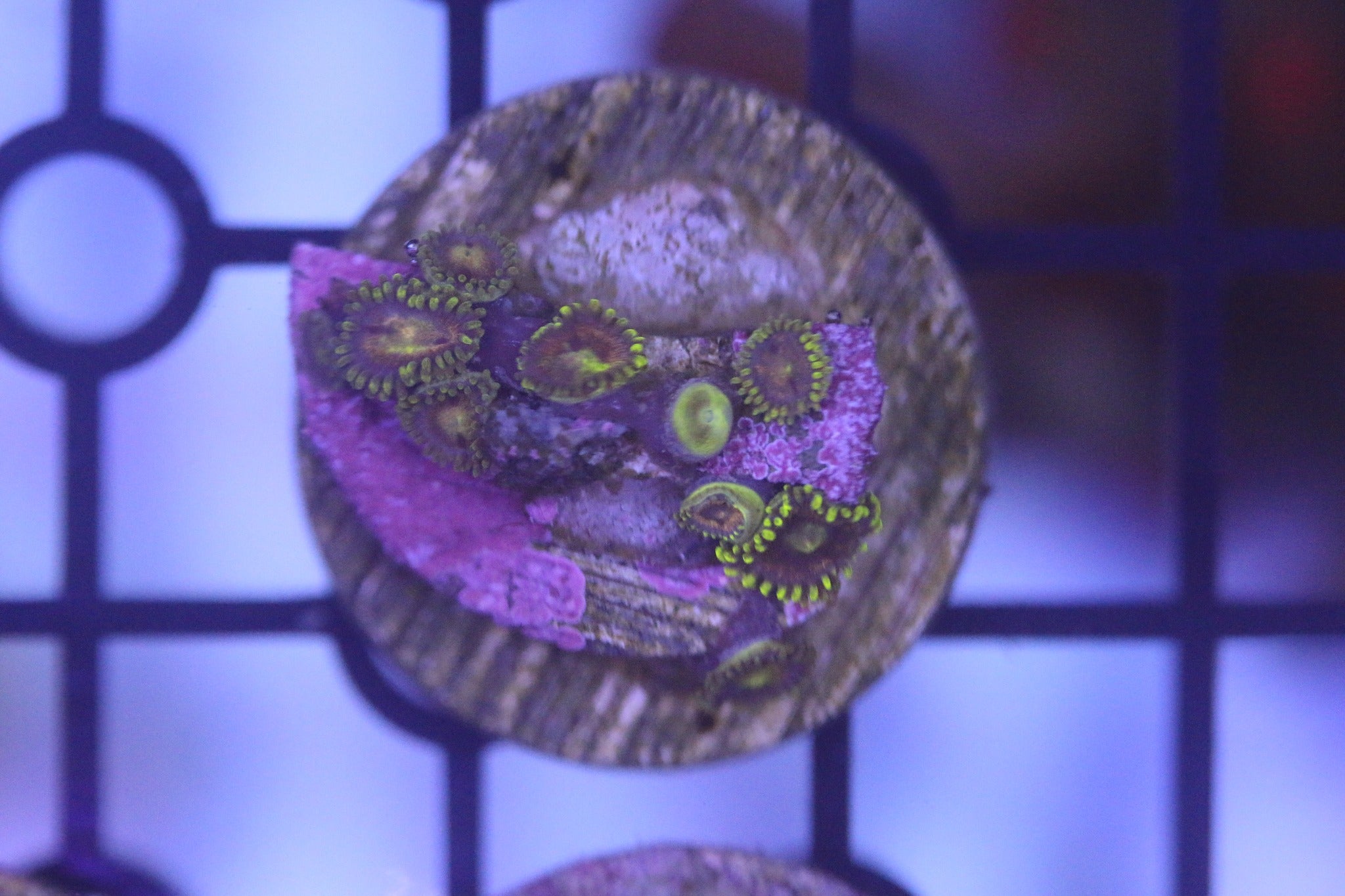 All Coral – ReefHaven