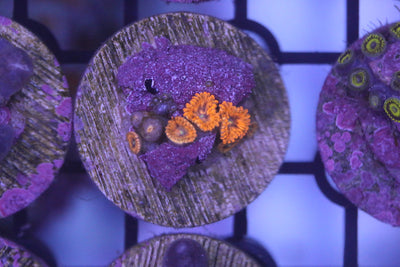 Zoa