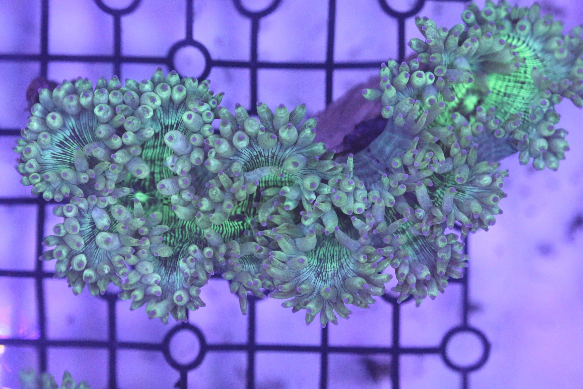 All Coral – ReefHaven