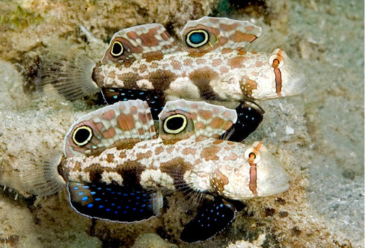 Two Spot Goby Pair
