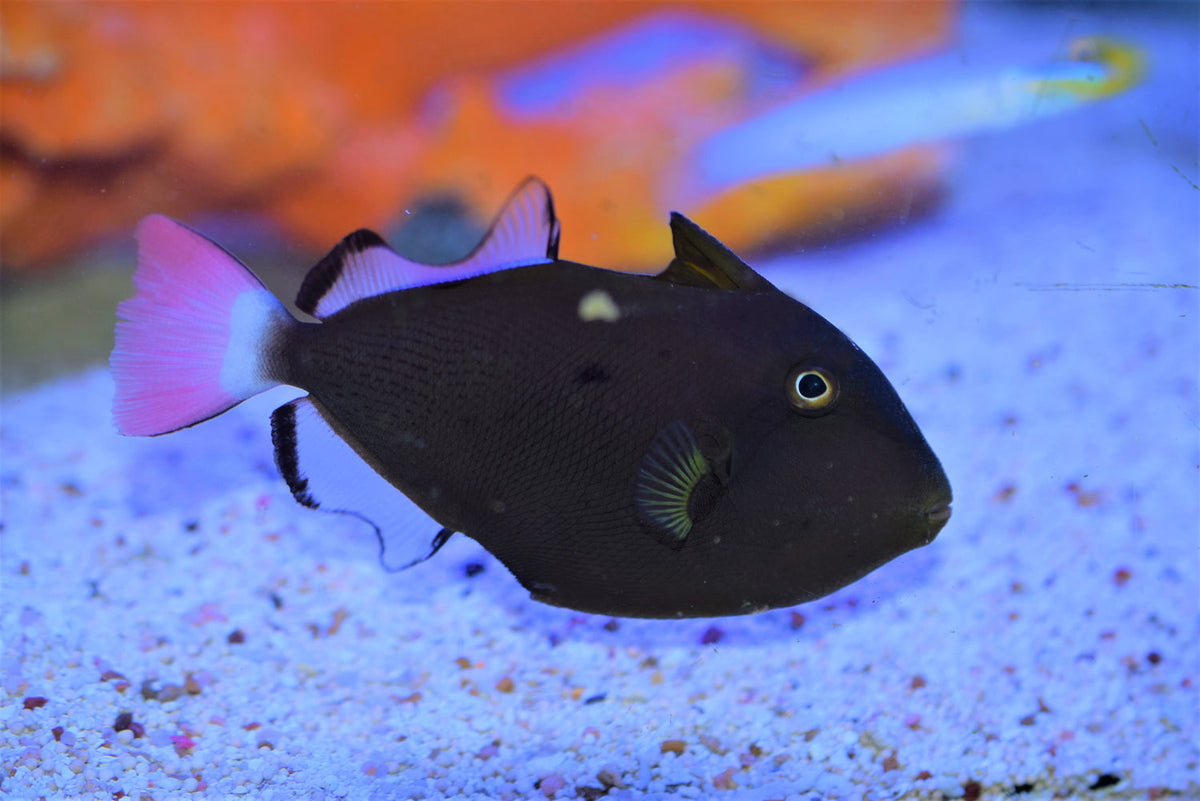 Pinktail Trigger | Overnight Delivery | No DOA Guaranteed | Reef Haven ...