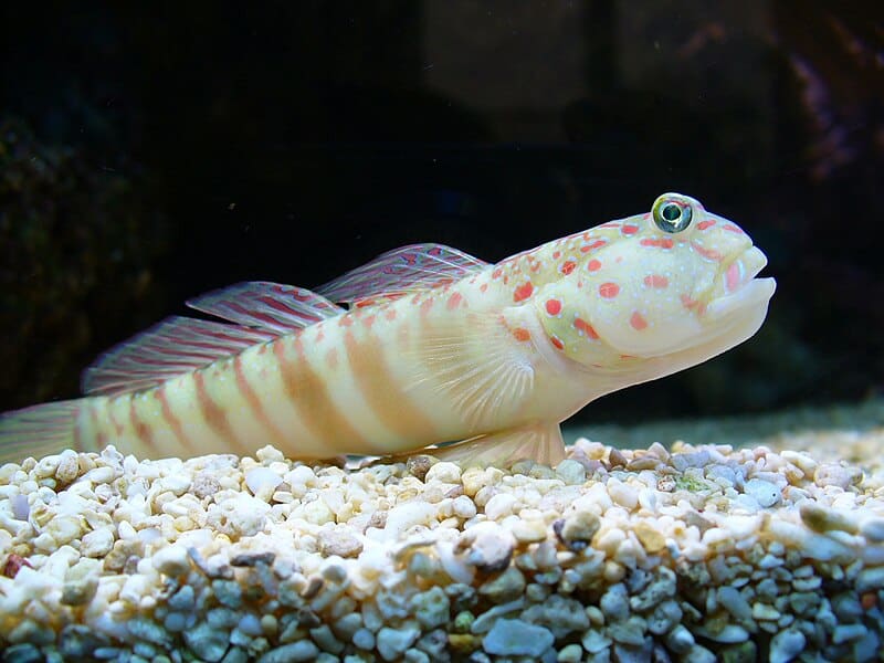Pink Spotted Shrimp Goby Pair (With Yellow Shrimp)