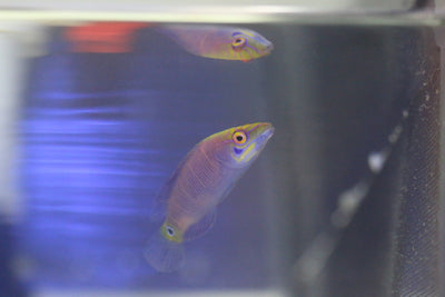 Mystery Wrasse