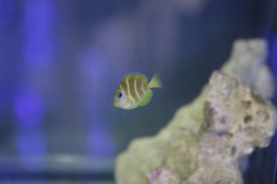 Atlantic Blue Tang