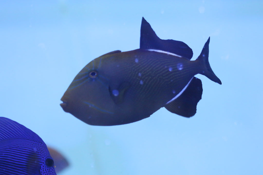 Indian Triggerfish | Overnight Delivery | No DOA Guaranteed | Reef ...