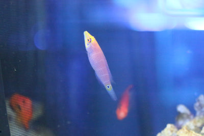 Mystery Wrasse