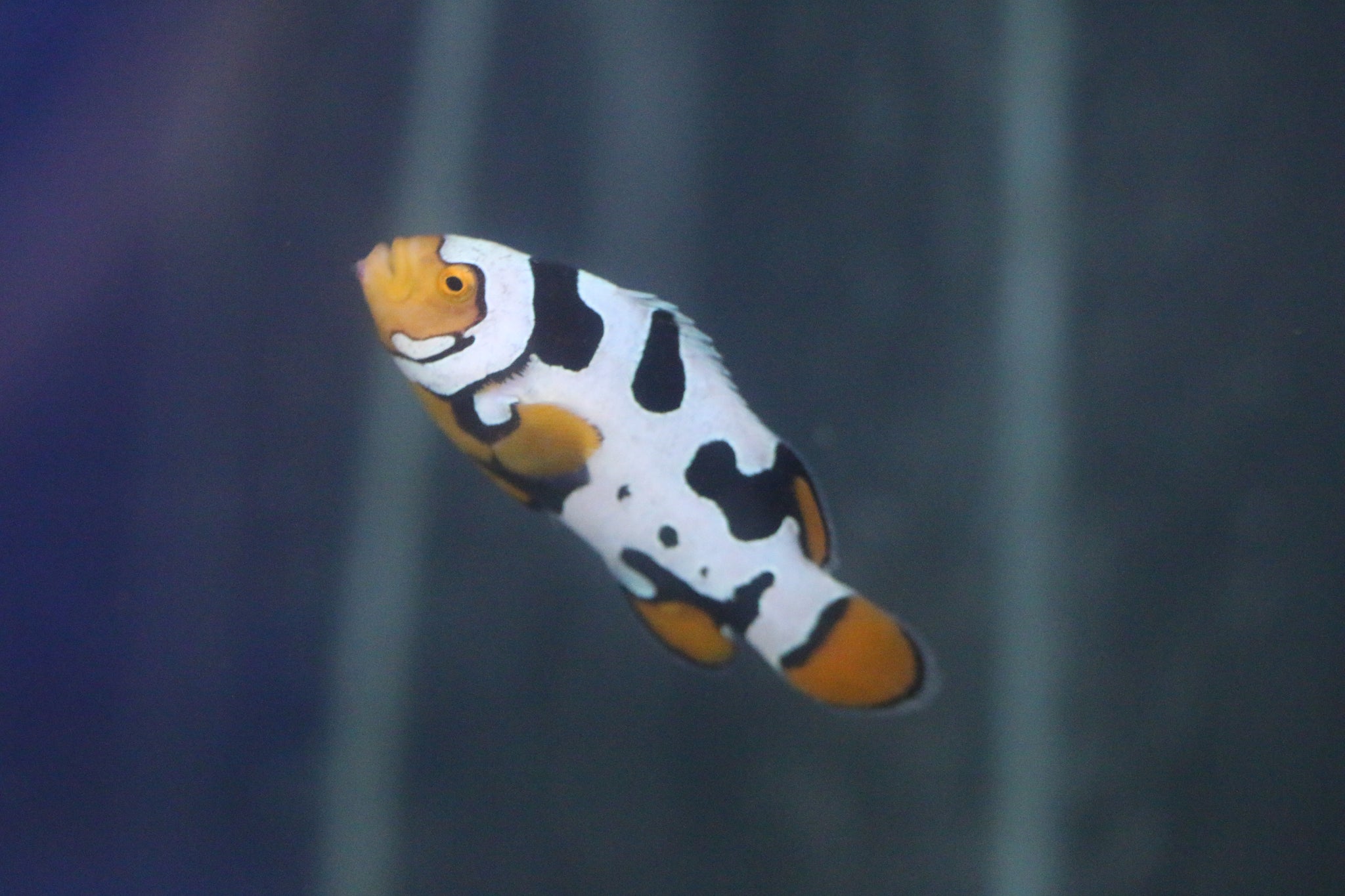 Clownfish – ReefHaven