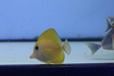 Gold Scopaz Tang