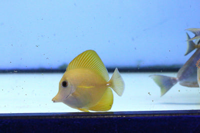 Gold Scopaz Tang