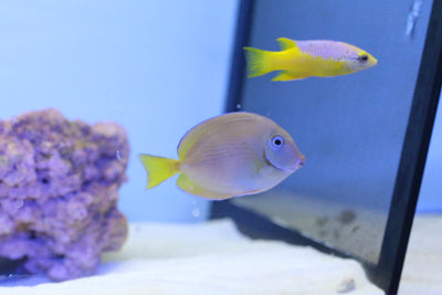 Atlantic Blue Tang