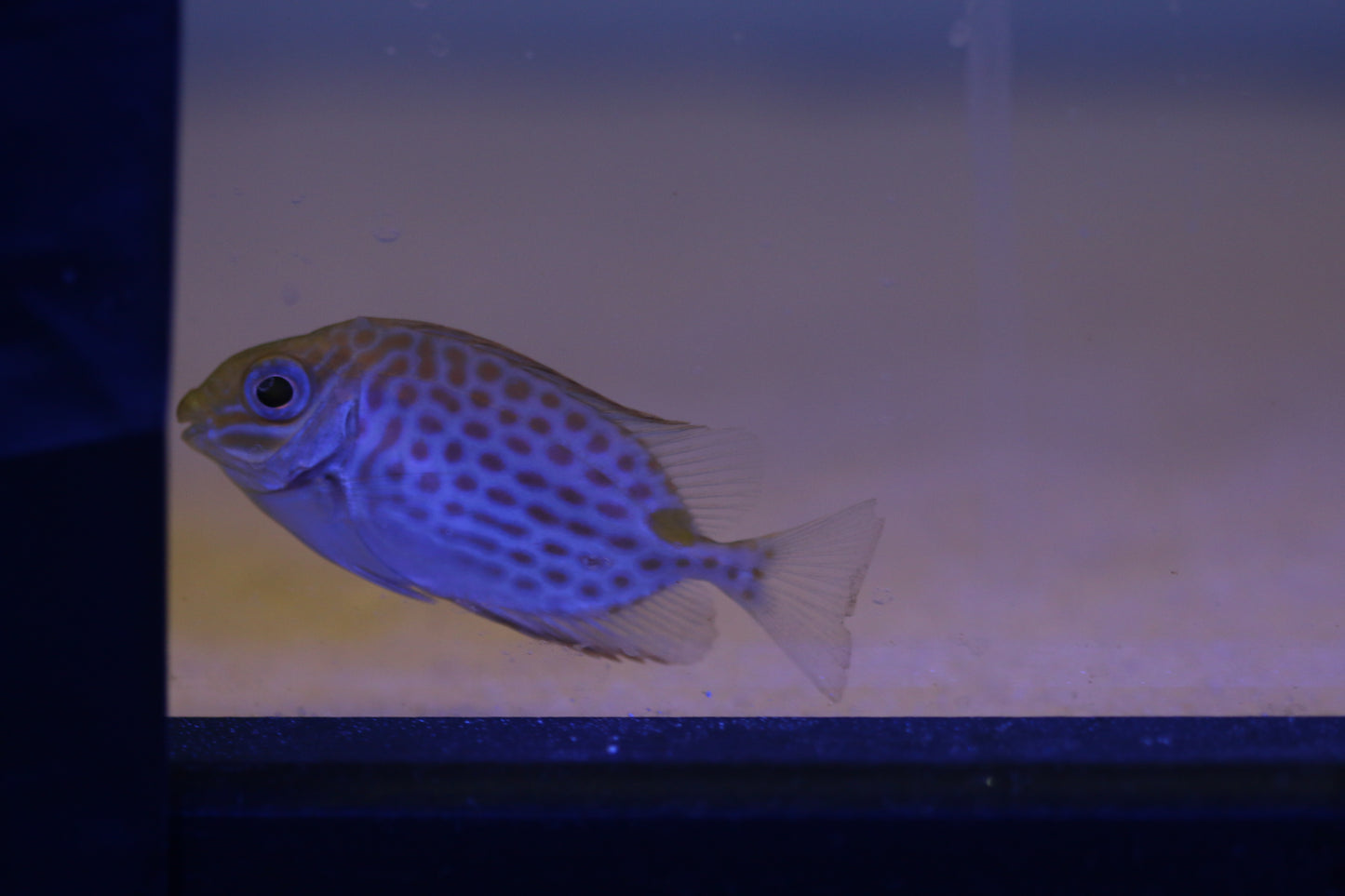 Gold Spot Rabbitfish