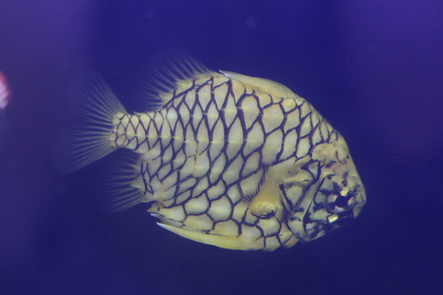 Pineapple Fish (Reef Safe, glows in dark)