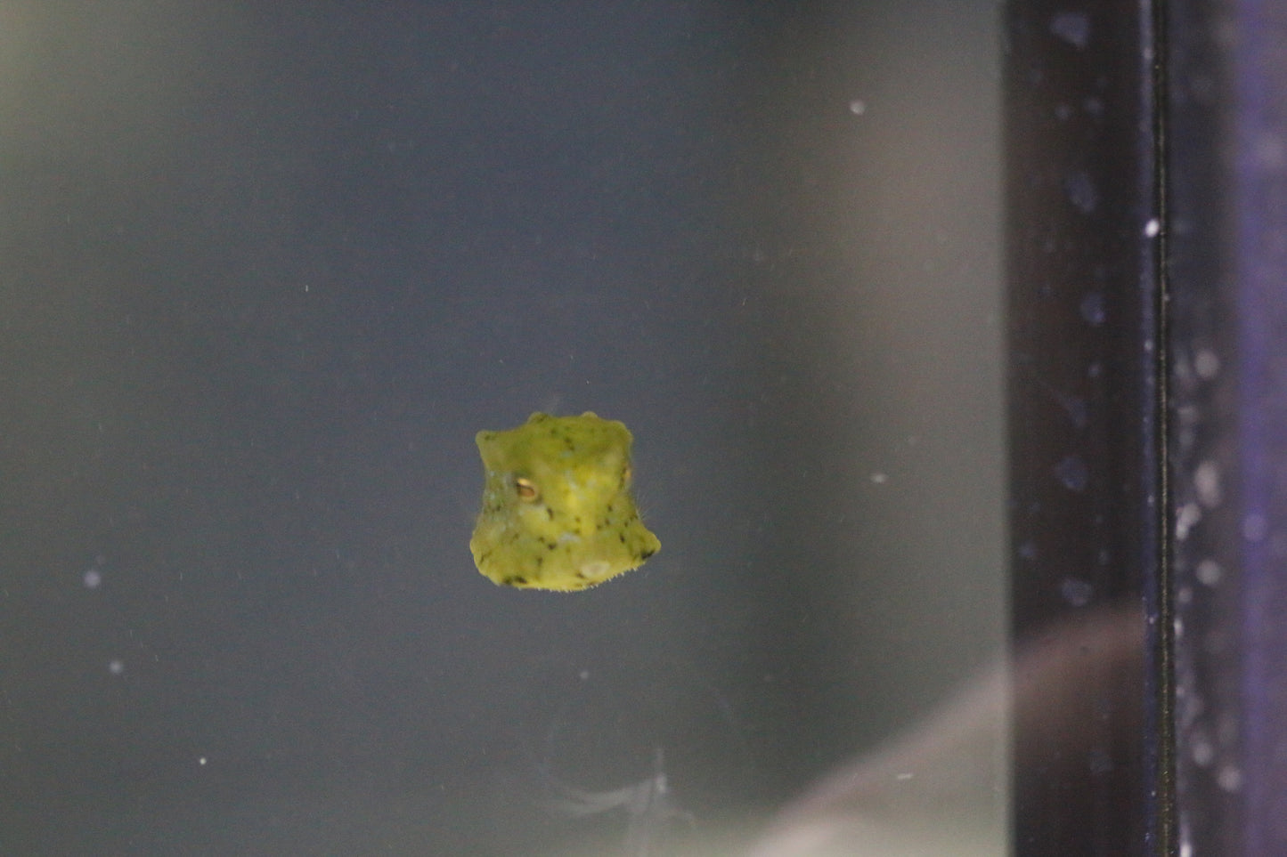 Baby Longhorn Cowfish (Coral Safe)