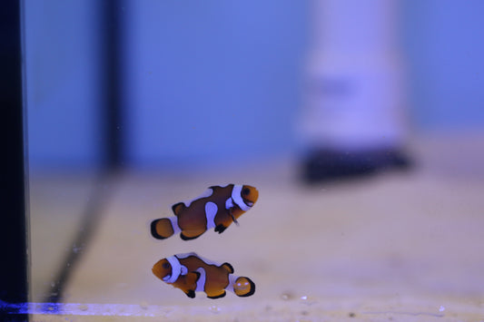 Misbar Grade A Clownfish Pair (Lots of different ones available)