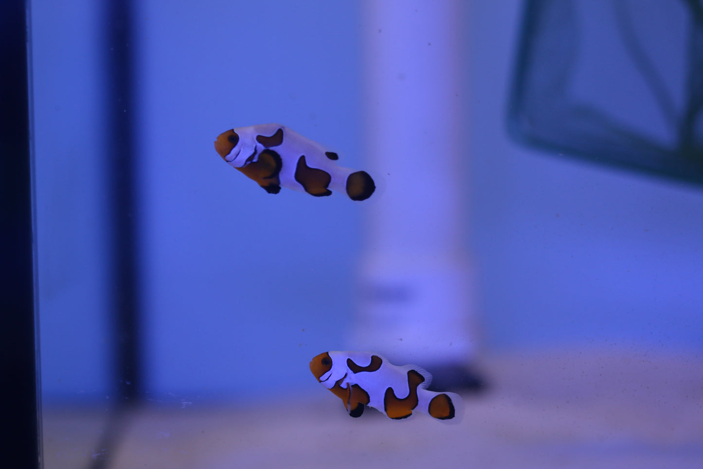 Davinci Clownfish Pair (2 Pairs Available)
