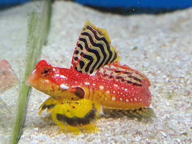 Ruby Red Dragonet (Compatible with Mandarin)