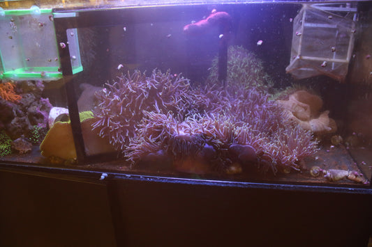 Large Magnifica Anemone (Purple Green Tips)