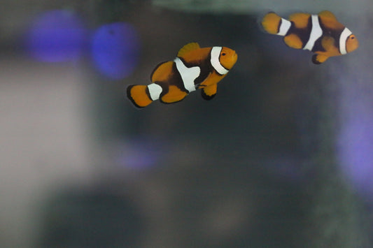 Large Percula Onyx Clownfish Pair (Bonded, 5-6cm)