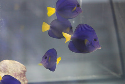 Purple Tang