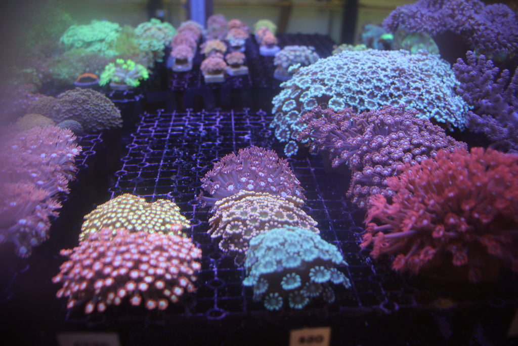 Pyramid Butterflyfish (Reef Safe) | Overnight Delivery | No DOA ...