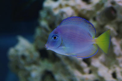 Atlantic Blue Tang