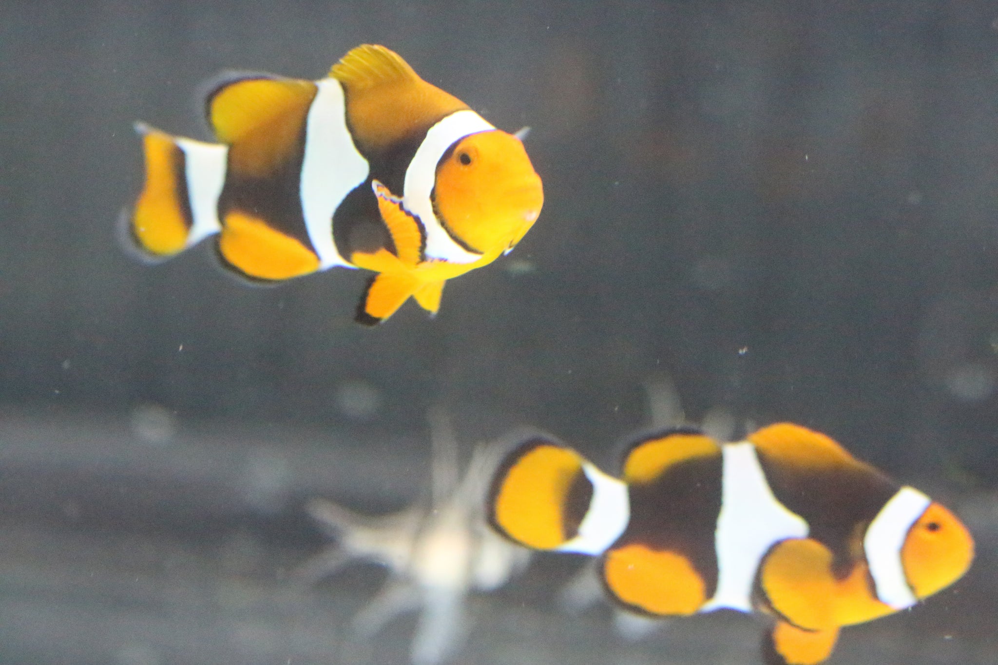 Clownfish – ReefHaven