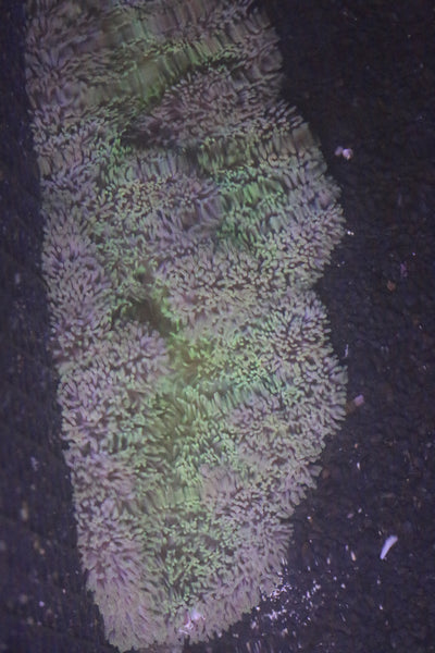 Gigantea Anemone