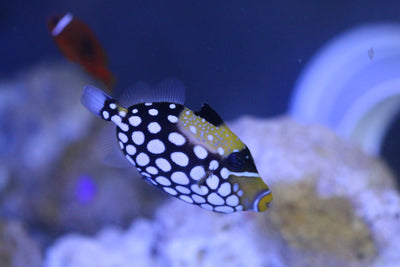 Clown Trigger (6-7cm)