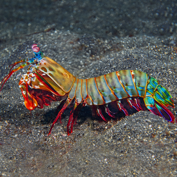 Rainbow Mantis Shrimp ReefHaven