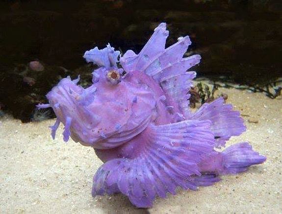 Purple Weedy Scorpianfish (Yellow Form)