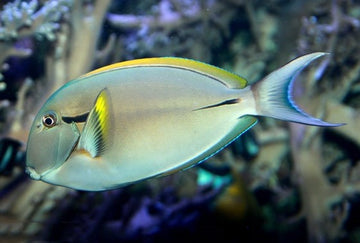 Eyeliner Tang | Overnight Delivery | No DOA Guaranteed | Reef Haven ...