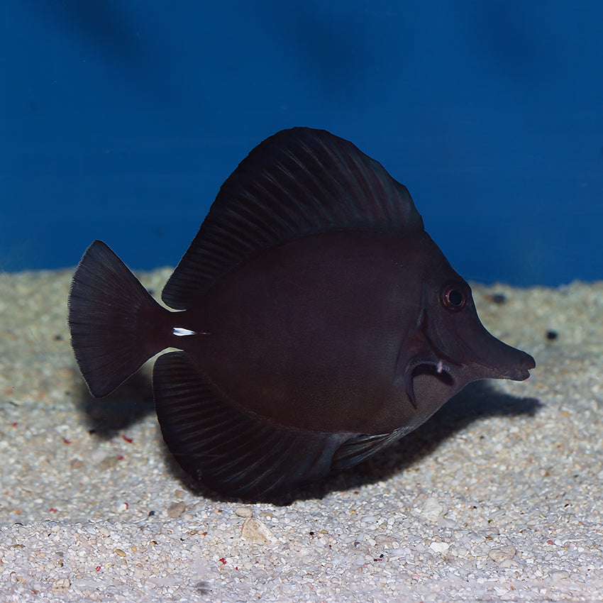 Longnose Black Tang | Overnight Delivery | No DOA Guaranteed | Reef ...
