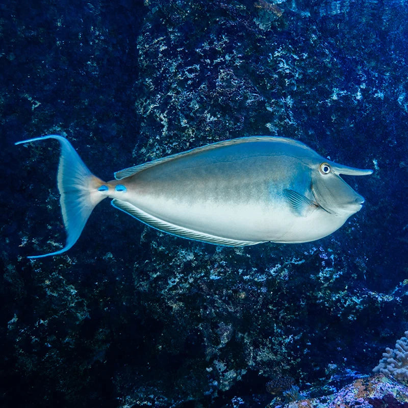 Bluespine Unicornfish (No horn yet)