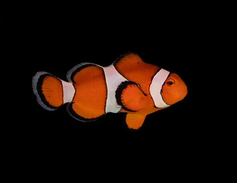Clownfish (Wild-Brighter Orange)