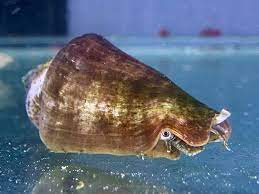 Strombus Snails