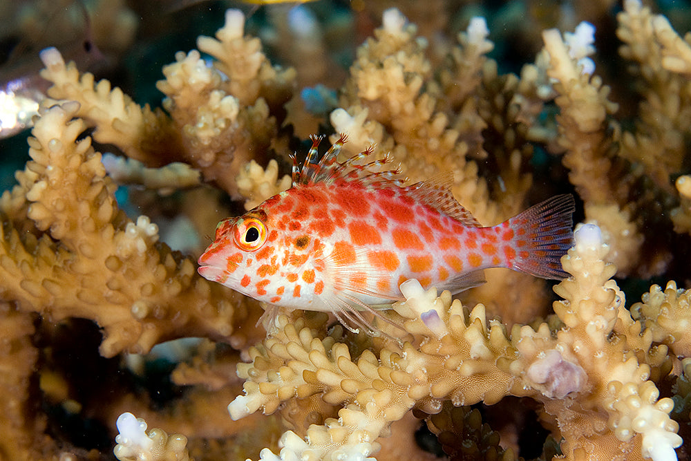 Pixie Hawkfish| Overnight Delivery | No DOA Guaranteed | Reef Haven ...
