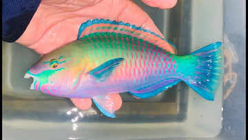 Quoyi Parrotfish | Overnight Delivery | No DOA Guaranteed | Reef Haven ...